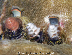 Christmas Tree Worm at Meada Point. by Josh & Jayme Cartwright 